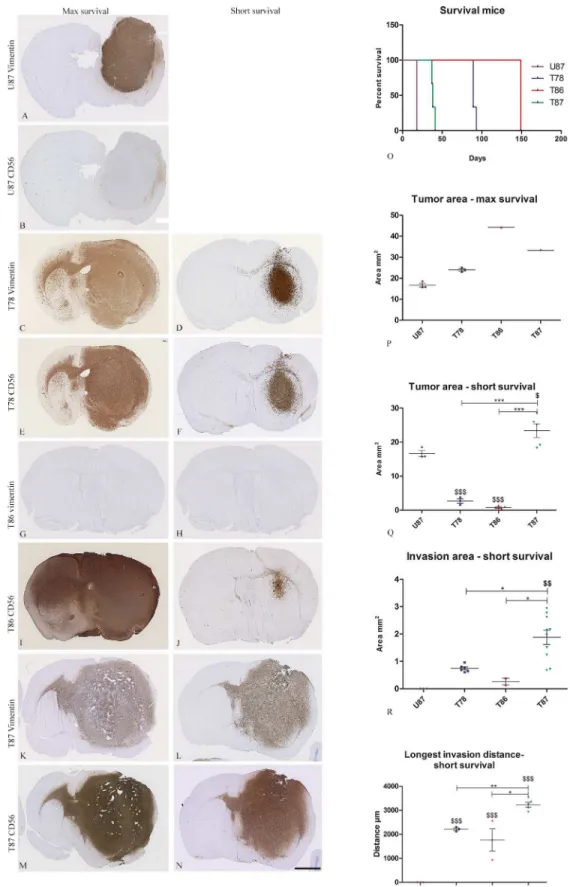 Fig 5. Tumor development in the in vivo xenografts. Two in vivo xenograft protocols were used for implantation of U87 and the GSS cultures in nude mice
