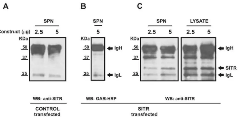 Figure 7. Detection of SITR protein in the supernatant of SITR-transfected HEK 293 cells