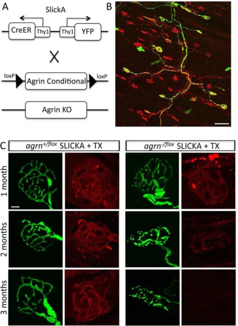 Figure 1. Agrin is depleted from NMJs following conditional deletion in adults. A. Schematic of the method used to delete agrin from subsets of motoneurons