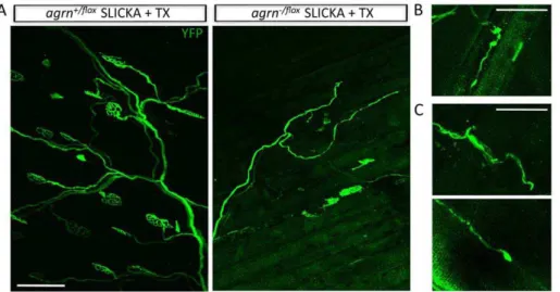 Figure 6. Abnormal NMJs in laminin-a4 knockout mice. A–B.