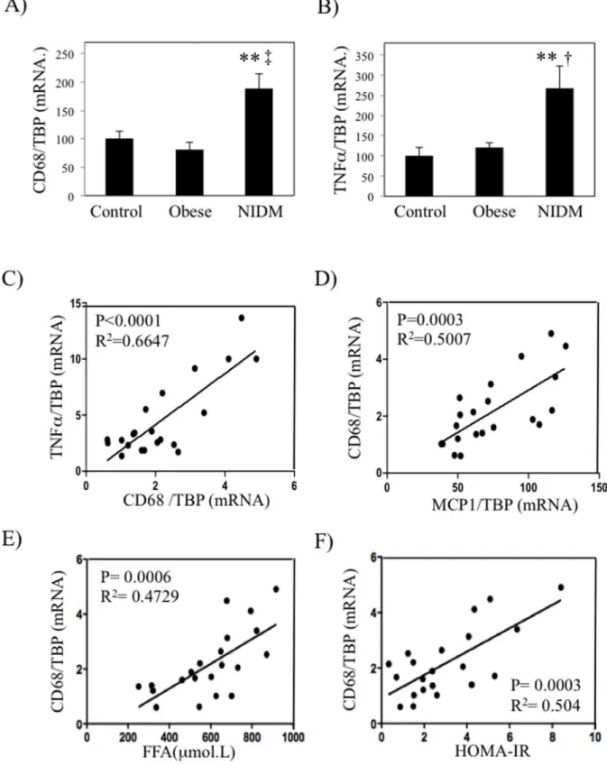 Figure 7. Inflammation markers are increased in skeletal muscles of type 2 diabetic patients and correlate with HOMA-IR