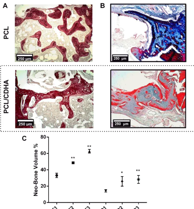 Figure 3. Histological data: A) Tibia groups with biomaterials PCL and PCL/CDHA, T2 and T3, respectively; B) Parietal groups, P2  and P3, 250 μm scale bar; C) Quantification of neobone volume.* ’s  Indicates statistical differences between the control and 