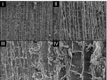 Figura 4: Microscopia Eletrônica de Varredura da casca de eucalipto em ampliações de 350 (I), 500 (II), 750 (III) e 1500  vezes (IV)
