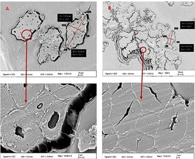 Figure 4: Cross section and Diameter of H. sabdariffa fibers: (A) untreated; (B) treated
