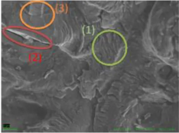 Figure 7 shows the same zone as Figure 6a), but at 10,000x, showing a great number of fatigue stria- stria-tions (1), as well as numerous microcracks (2)