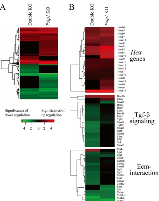 Fig 4. Heat maps of differentially expressed genes by pairwise comparison of knockout versus control samples