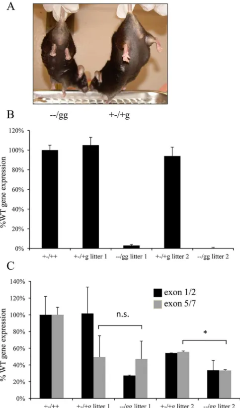 Fig 1. Phenotypic analysis of surviving Psip1/Hdgfrp2 knockout mice. (A) The −−/gg mouse on the left, as compared to the littermate-matched heterozygous animal, revealed the tendency to clench its hind limbs.