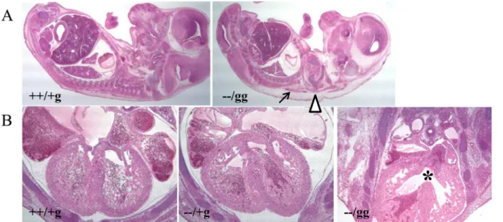 Fig 2. Histological analysis of control and knockout mice. (A) Sagittal section of E14.5 embryos (20X magnification)