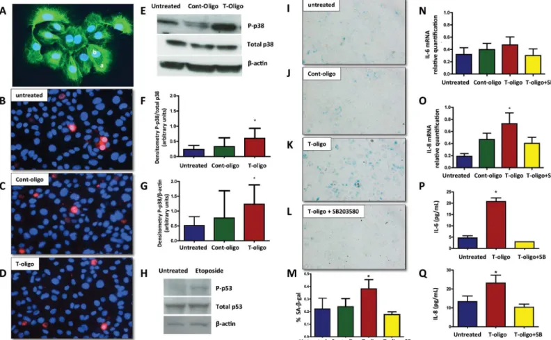 Fig 2. Human amniotic cells primary cultures. (A) Immunofluorescent staining of cytokeratin positive amnion epithelial cells