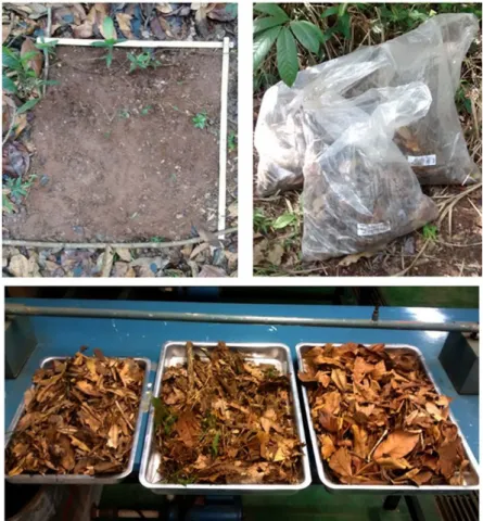 Figure 2. Litter collection in the study area and samples after being oven dried.