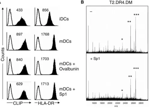 Figure 6. DM Dependency of Sp1-Mediated T Cell–Dependent Immune Responses