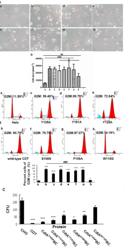 Figure 2. Biological activity of wild-type and mutant CDTs. A. Effect of wild-type and mutant CDTs on Hela cell morphology
