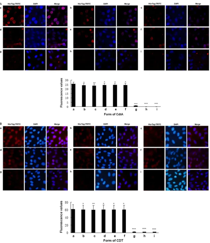 Figure 3. Effect of recombinant CdtA proteins and CDT holotoxins on subunits binding. A