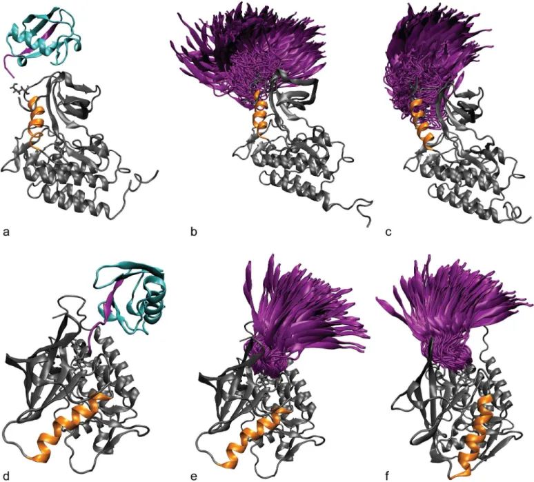 Fig 4. Ubiquitin attachment and sampling. The starting structure for simulations of the active ZAP-70 kinase ubiquitinated at K377 (a) and K476 (d).