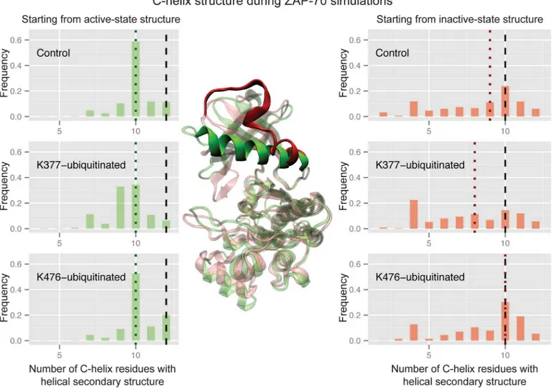 Fig 6. Ubiquitination affects ZAP-70 C-helix order. Histograms of the number of residues in the C-helix (380–393) that retain the helical conformation, using the DSSP definition, during three sets of ZAP-70 simulations; control simulations, K377-monoubiqui