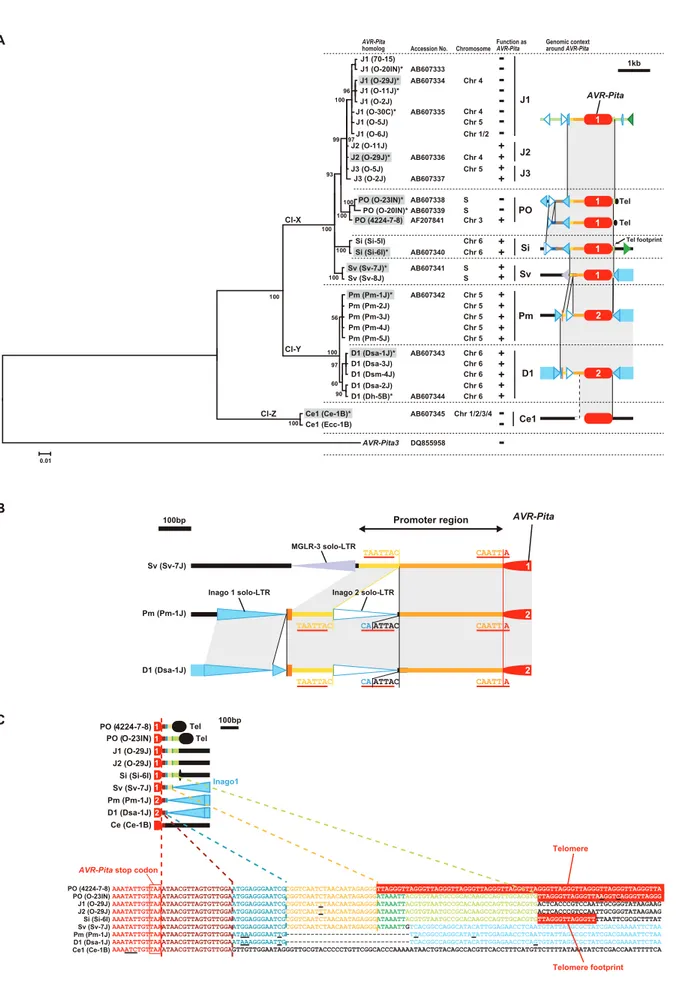 Figure 7. Molecular evidence suggesting the course of evolution of the AVR-Pita family