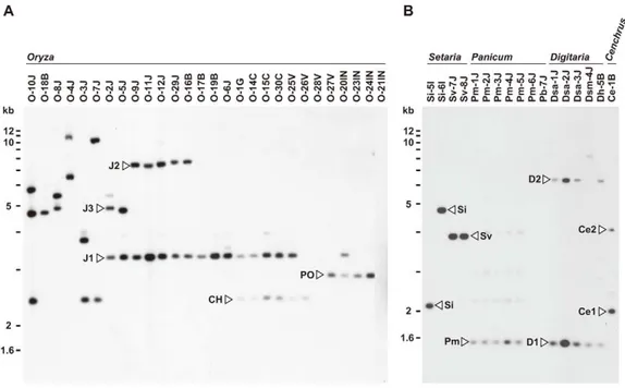 Figure 1. Southern blot analysis of AVR-Pita homologs in Pyricularia isolates. Genomic DNA was digested with AclI and hybridized with the 766-bp AVR-Pita fragment (APita766)