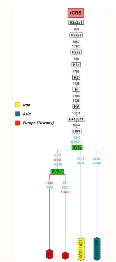 Fig 1. Maximum parsimony tree of haplogroup HV9c. All the specifications below are common for all the phylogenetic trees built for the present study, although not all of them necessarily concur in the same tree.