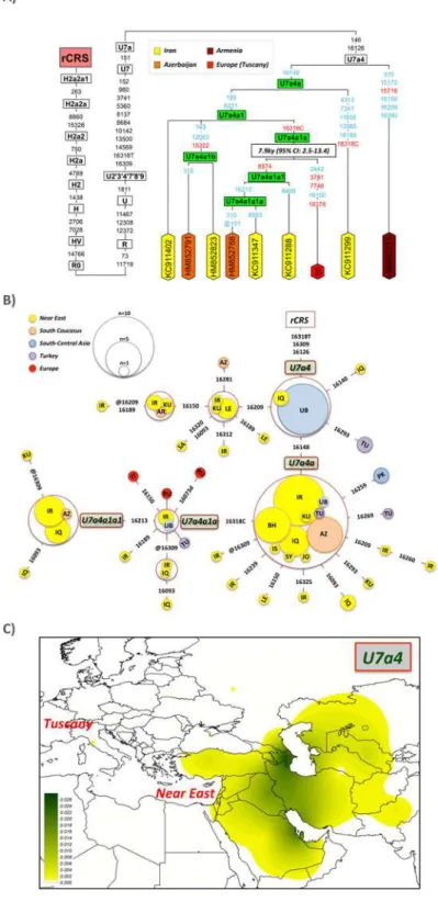 Fig 2. Maximum parsimony tree of haplogroup U7a4 mitogenomes and TMRCA of the clade U7a4a1a using PAML (A) and network of U7a4 HVS-I (positions between 16024–16365) sequences (B).