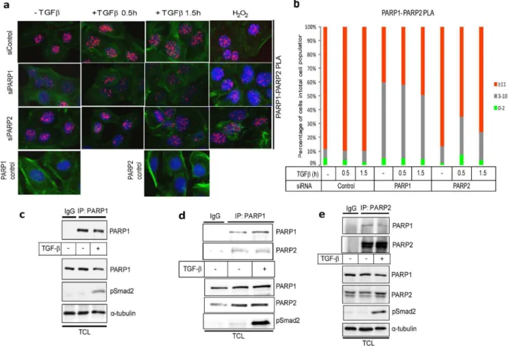 Figure 5. Analysis of endogenous PARP-1 and PARP-2 complexes in HaCaT cells. (a) HaCaT cells were analyzed with PLA using antibodies against PARP-1 and PARP-2 after transfection with control or the indicated specific siRNAs and stimulation with vehicle (-T