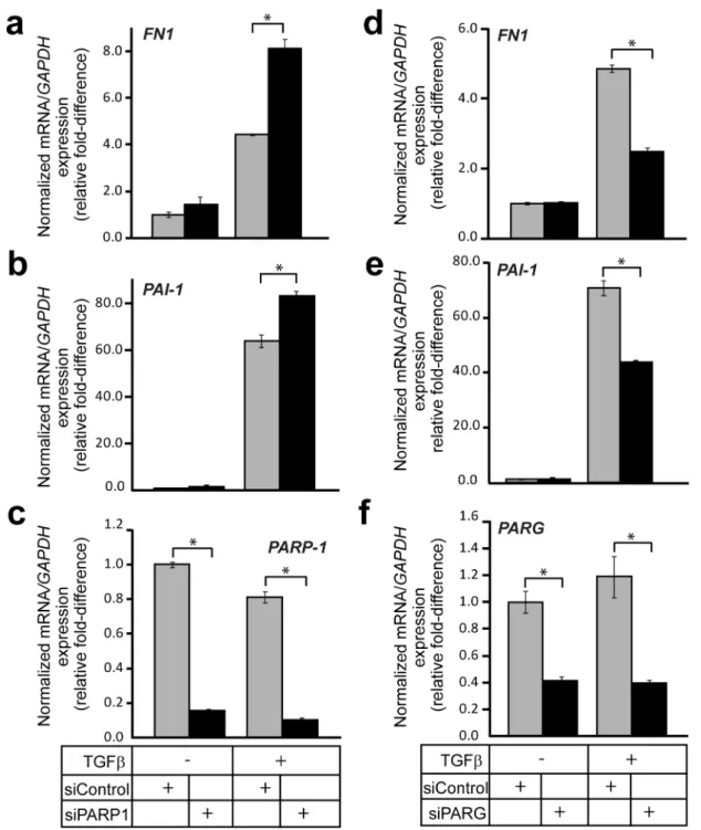 Figure 9. PARG regulates transcriptional responses to TGFb. (a–c) Real-time RT-PCR analysis of endogenous fibronectin (FN1) (a), PAI-1 (b) and control PARP-1 (c) mRNAs in HaCaT cells transiently transfected with the indicated siRNAs (bottom of panel c) pri