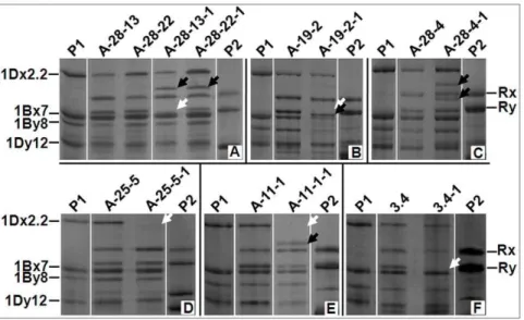 Figure 7 illustrated such an illegitimate recombination event we speculated with specific reference to the origin of DM1