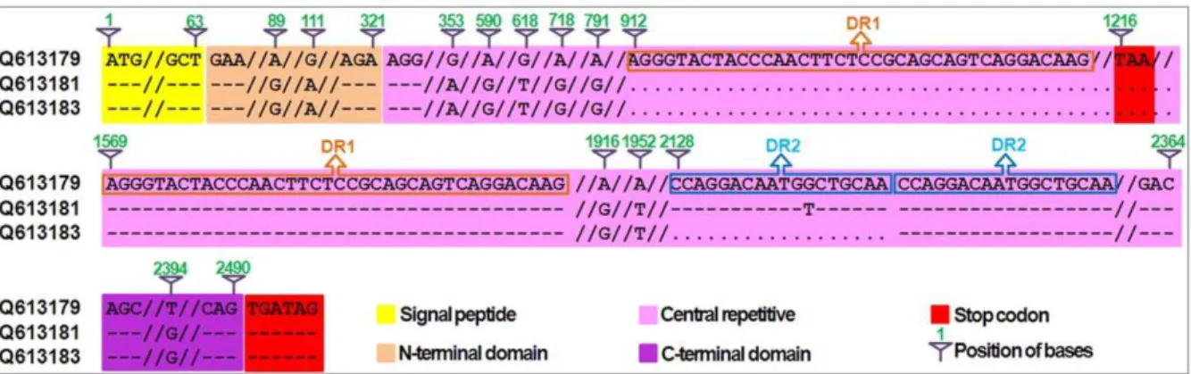 Figure 5. An example of bacterial expression of a new allele (GenBank number HQ613181) with deletion mutation type 1 (DM1)