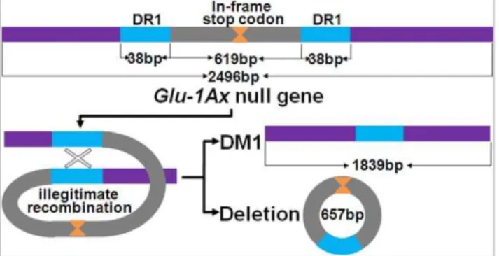 Figure 7. The proposed origin of DM1 via illegitimate recombination between two copies of the type 1 direct repeated sequence (DR1).