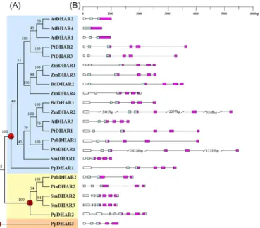 Fig 2. Phylogenetic relationships among land plant dehydroascorbate reductases (DHARs) (A), and gene structures (B)