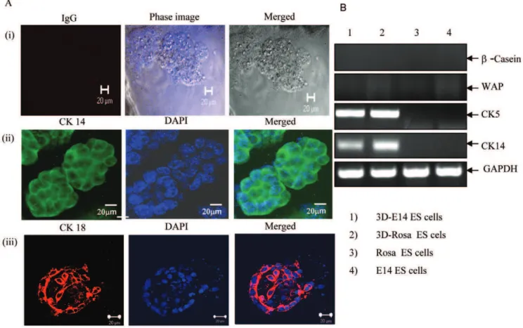 Figure 2. Time course of hematopoietic differentiation of mES-E14/GFP. Differentiated hematopoietic EBs at days 8 and 14 were analyzed by RT-PCR analysis