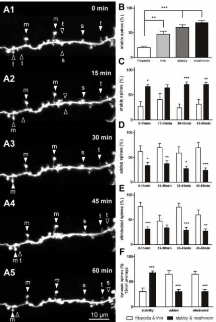 Fig 3. Stability and dynamics of dendritic spines during short-term observation. (A) Serial time-lapse images of a single neuron showing stable spines (filled arrowheads) and dynamic spines (open arrowheads) at 15-min intervals
