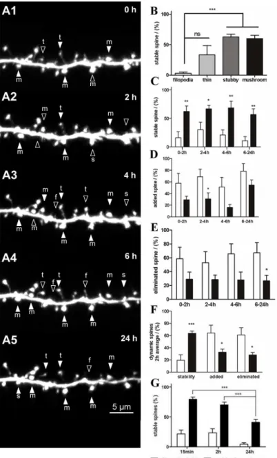 Fig 4. Stability and dynamics of dendritic spines during long-term observation. (A) Serial time-lapse images of a dendritic branch showing stable spines (filled arrowheads) and dynamic spines (open