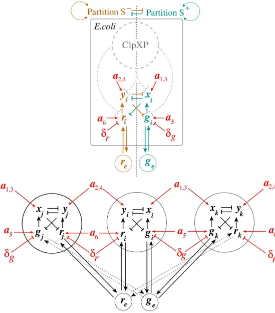 Fig 3. Application of Monotone Systems Theory to the S design. The top panel presents a monotonicity diagram for a single-cell S design, while the bottom panel represents an example of three identical S toggles interacting via common autoinducers, see the 