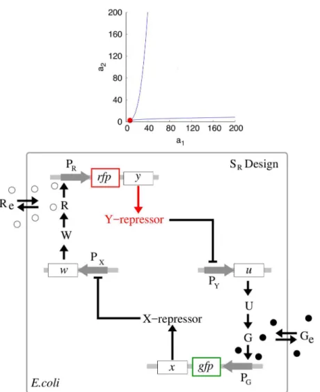 Fig 6. Bistability regions for S and A toggles (top), and a reduced S R toggle design discovered from the bistability region (bottom)