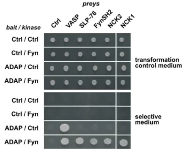 Table 2. Enriched proteins after binding to immobilized phosphorylated compared to non-phosphorylated ADAP peptide around Y 595 and MS analysis.