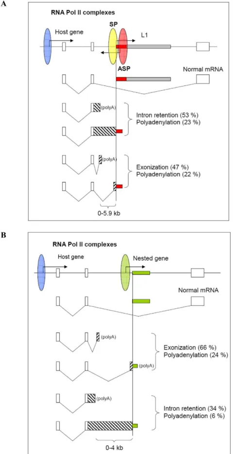 Figure 8. TI effects induced by human L1 retrotransposon and nested gene. (A) Tandemly arranged intronic L1 interferes with the host gene transcriptional elongation by forcing intron retention, exonization and cryptic polyadenylation