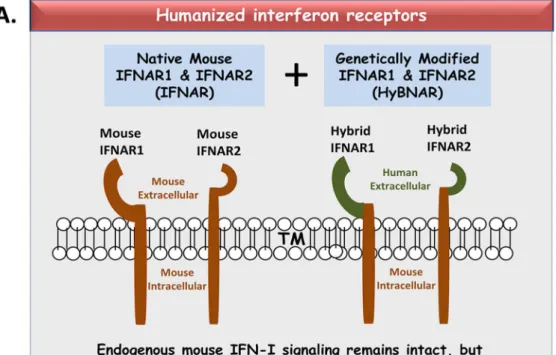 Figure 1. Transgenic HyBNAR Mice and Cell Line. IFN-Is transduce their signals to recipient cells via their binding to and transactivation of a heterodimeric cytoplasmic receptor complex containing IFNAR1 and IFNAR2