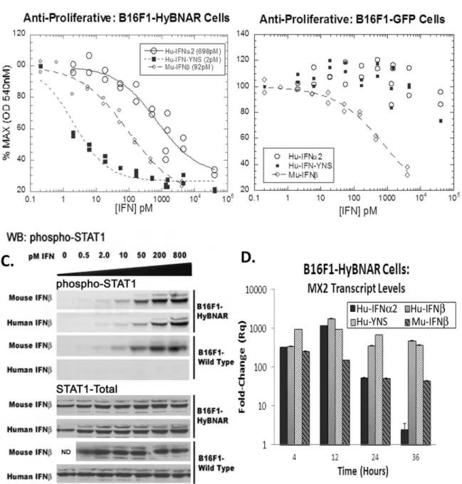 Figure 3. B16F1-HyBNAR mouse melanoma cells are sensitive to human IFN-Is. (A &amp; B) Mouse B16F1 melanoma cells were stably transfected with either the HyBNAR double transgenic construct, or a control GFP vector and tested for their anti-proliferative do