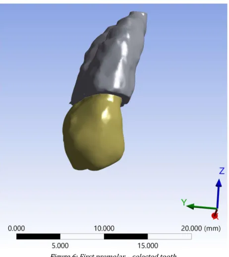 Figure 6: First premolar – selected tooth. 