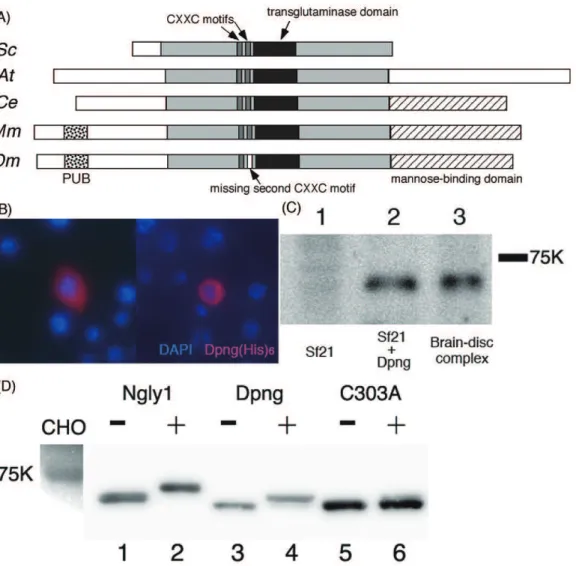 Figure 1. Pngl also conserves characteristics of cytosolic PNGases from other species