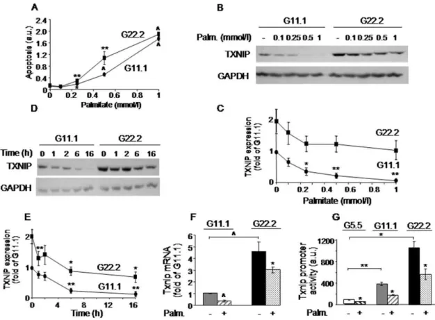 Figure 1. Palmitate effects on beta-cell apoptosis and TXNIP expression in INS-1E beta-cells