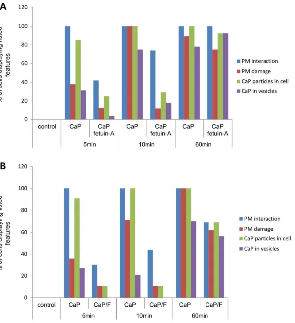 Figure 7. TEM analysis of CaP particle/VSMC interactions in the presence of fetuin-A. A