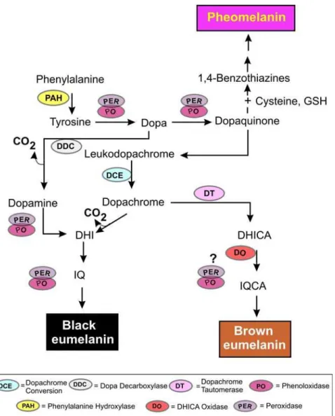 Fig. 8 Overview of the principal pathways involved in the formation of eumelanin and pheomelanin and some  their reactive intermediates, including quinones and semiquinones