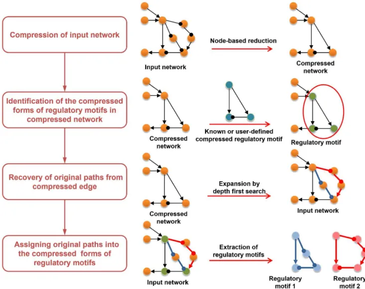 Figure 2 presents a schematic diagram depicting the individual steps for regulatory motif identification