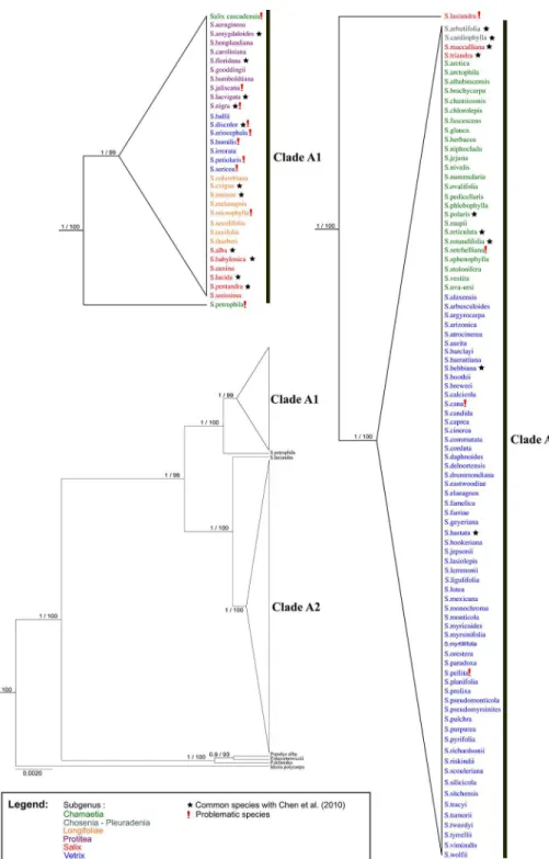 Fig 2. BEAST gene tree of matK and rbcL. Branch support is Bayesian posterior probabilities and ML bootstrap values; subgenera are identified using colors; Idesia and Populus are outgroups.