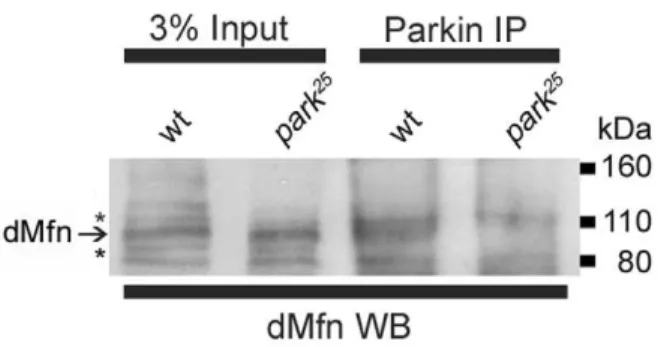 Figure 5. A potential model by which the PINK1/Parkin pathway promotes mitochondrial fragmentation and turnover