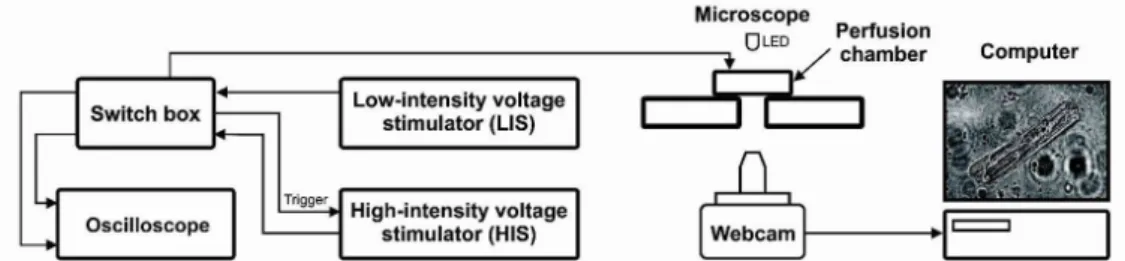 Figure 1. Schematic representation of the experimental setup. A Computer is connected to a webcam to allow visualization of the myocytes plated  on the perfusion chamber