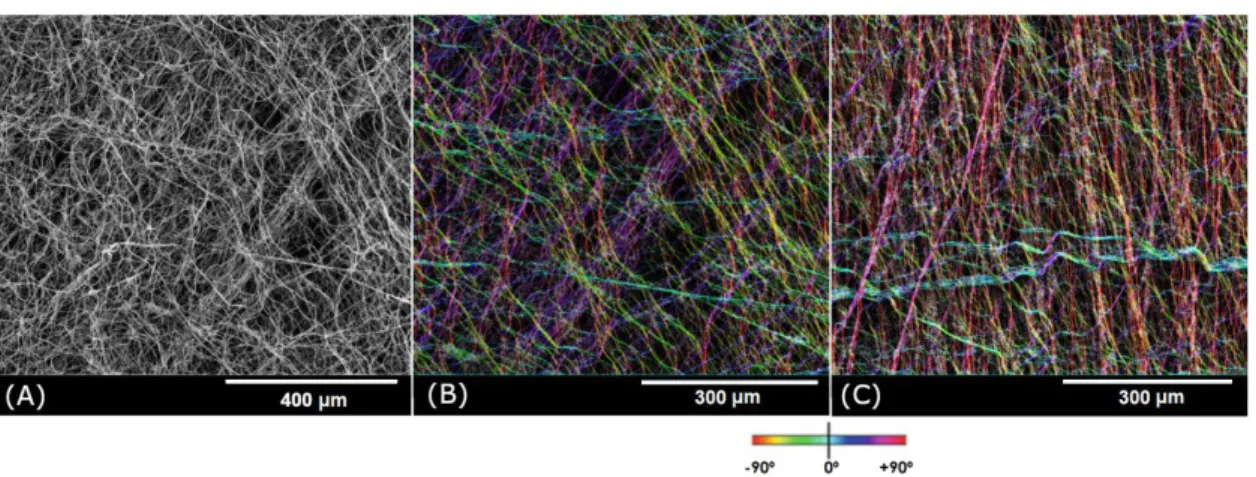 Figure 2. Scanning electron microscopy images of samples taken from the center of the mat (A and B, B processed using OrientationJ), and of a  sample from the border (C, also processed using OrientationJ)