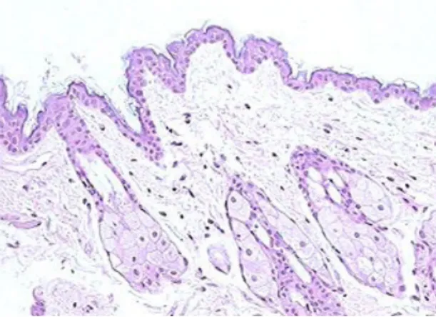 Figure 1. Histological preparation of a control animal biopsy, absence  of inoculation (100x magnification).
