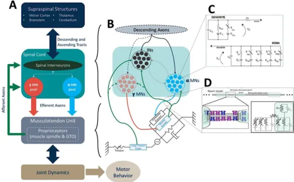Figure 1. Hierarchical view of the neuromusculoskeletal system and its major structures